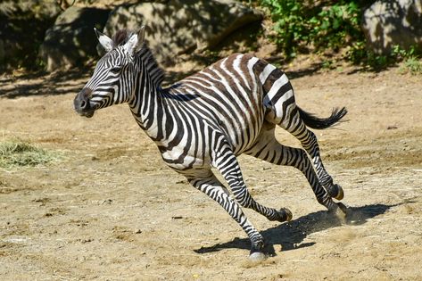 Mountain Zebra, Plains Zebra, Animal Experiences, Animal Activities, Animal Print Fashion, Southern Africa, Zoo Animals, Zebras, Animal Paintings