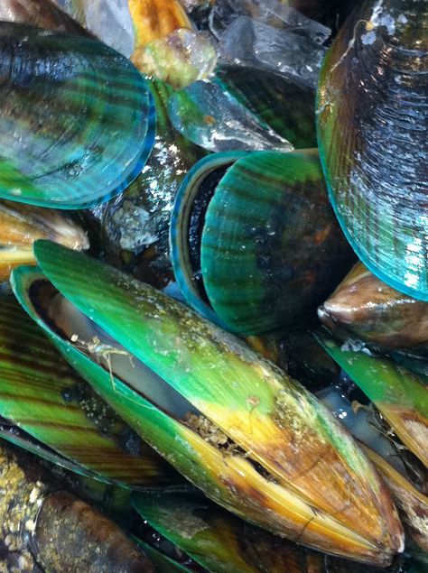 Green lipped mussels Mussels Photography, Mussels Photography Food Styling, Zebra Mussels, Belgian Mussels, Green Mussels, Green Lipped Mussel, Shell Drawing, Healthy Horses, Seaside Paintings