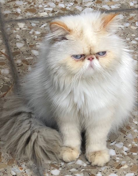 Emma Aesthetic, Himalayan Persian Cats, Flat Faced Cat, Himalayan Kitten, Dream Pet, Persian Cats, Himalayan Cat, Dream's Cat, Persian Kittens