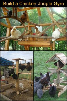 Keep your Chooks Happy and Healthy by Making them a Chicken Jungle Gym Chicken Jungle Gym, Chicken Playground, Urban Chicken Farming, Cheap Chicken Coops, Chicken Raising, Chicken Incubator, Portable Chicken Coop, Urban Chickens, Best Chicken Coop