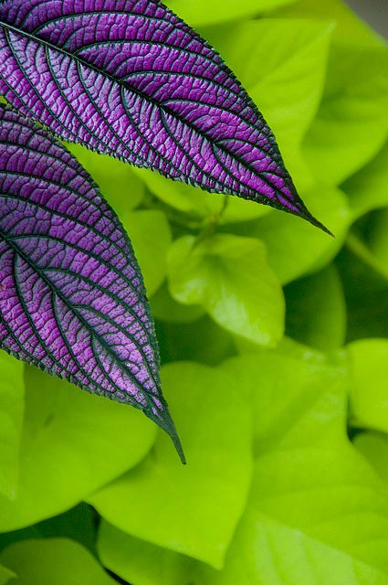 ~ It's a Colorful Life ~ Green Inspiration, All Things Purple, Purple And Green, Purple Rain, Color Textures, Shades Of Purple, Green And Purple, Shades Of Green, Color Inspiration