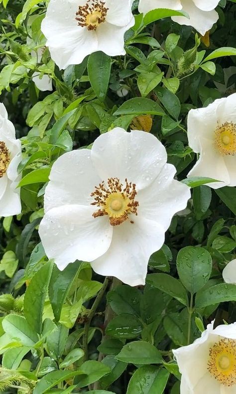 How to Grow Cherokee Rose | Georgia State Flower Georgia State Flower, Georgia Flower, Propagating Roses, Rose Fertilizer, Cherokee Rose, Rose Trellis, Garden Obelisk, Rose Care, Rose Varieties