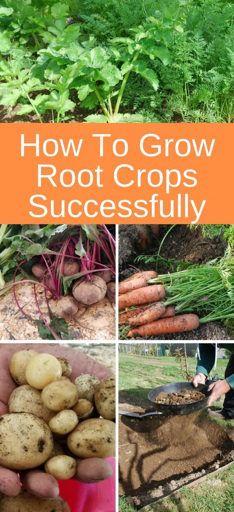 Tips for how to grow root crops successfully #gardening #rootvegetables #organicgardening #farmtotable Vegetables Growing, Daucus Carota, Organic Vegetable Garden, Survival Gardening, Home Vegetable Garden, Homestead Survival, Wildflower Garden, Organic Gardening Tips, Garden Pests