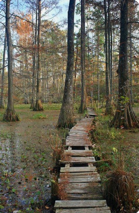 Eves Bayou Aesthetic, Louisiana Voodoo Aesthetic, Bayou Gothic, Bayou Aesthetic, Voodoo Aesthetic, Bridge Concept, Louisiana Swamp, Louisiana Bayou, Fairy Queen