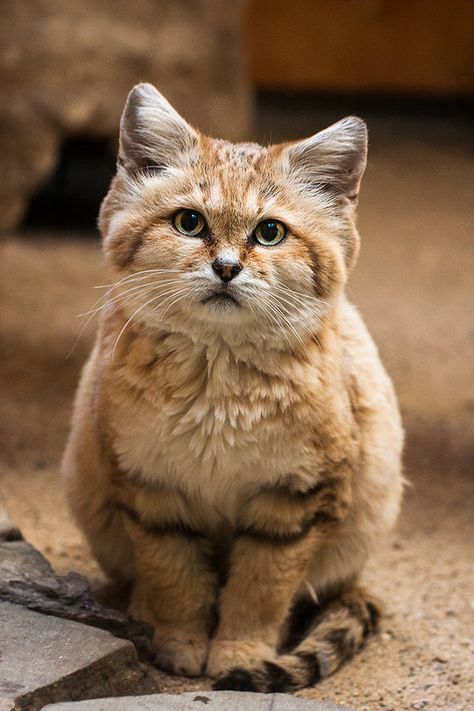 Small Wild Cats, Sand Cat, Small Cat, Domestic Cat, Siamese Cats, Beautiful Cats, 귀여운 동물, Crazy Cats, Cat Pics