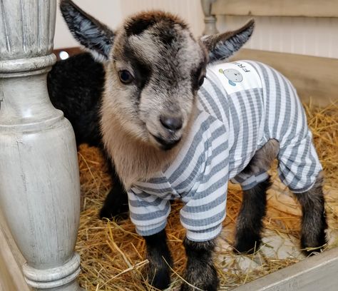 Goats in pajamas--they love them! Baby Goats In Pajamas, Goat In Pajamas, Goats In Pajamas, Baby Goats In Sweaters, Azerbaijan Clothing, Baby Goat Pictures, Miniature Goat, Goat Pictures, Goats In Sweaters