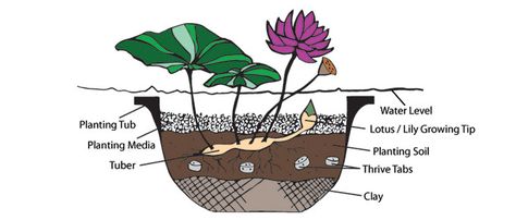 Lilly Garden, Lily Water, Container Pond, Growing Lilies, Water Garden Plants, Water Lotus, Lily Care, Plant Hardiness Zone Map, Pond Kits