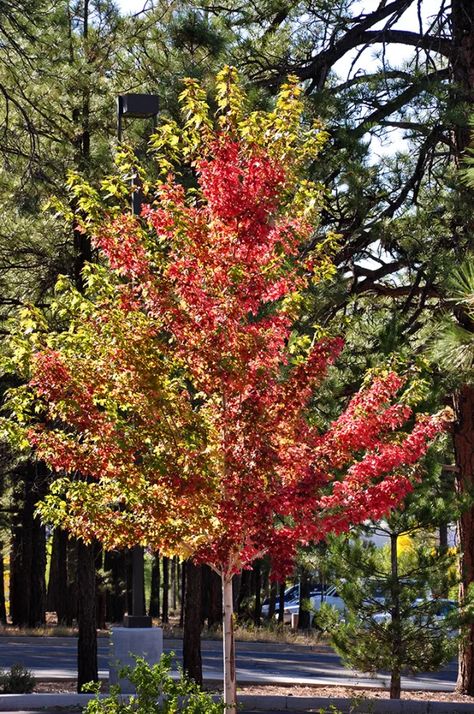 Autumn Blaze Maple Tree, Autumn Blaze Maple, Acer Rubrum, Morton Arboretum, Red Autumn, When To Plant, Colors Of Autumn, Street Trees, Red Maple