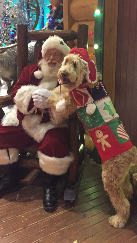 A Labradoodle Christmas Golden Doodle Christmas, Christmas Goldendoodle, Goldendoodle Christmas, Christmas Dogs, Santa Paws, Golden Doodle, Doodle Dog, Pet Care Tips, Labradoodle