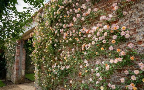 Be inspired by our wonderful images to use climbing roses in your garden. By training a fabulous, fragrant climbing or rambling rose up a wall or or fence, you can covert a dull, even unsightly area into one of the most stuffing features in your garden. Rose Wall Garden, Climbing Rose Front Of House, Climbing Roses Wall, Climbing Rose Fence, Climbing Rose On House, Climbing Rose On Wall, Wall Climbing Plants Outdoor, Roses On Fence Climbing, Climbing Rose On Fence