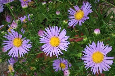 Michaelmas Daisy, Witchcraft History, Museum Of Curiosity, Witch Garden, Magical Herbs, Border Plants, The Worst Witch, How To Grow Taller, Delphinium