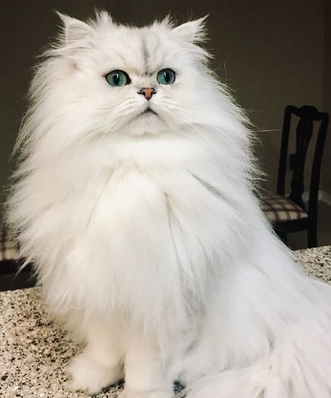 Chinchilla Persian Kitten, Silver Persian Cat, Persian Chinchilla Cat, Aesthetic Apartments, Persian Chinchilla, Chinchilla Cat, White Persian Kittens, Persian Cats, Persian Kittens