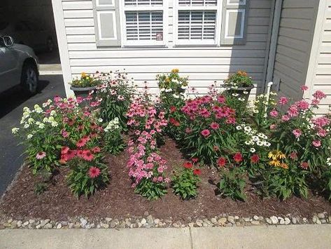 19 Best Coneflower Landscaping Ideas - NewsBreak Coneflower Landscaping, Coneflower Garden, Small House Garden, Front Garden Landscape, Herb Garden Design, Vertical Garden Diy, Houseplants Indoor, Garden Guide, Shade Trees