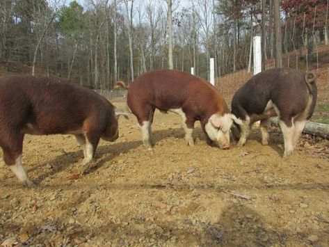 [​IMG] Hereford Pigs, Small Hobby Farm, Hobby Farm, Pig Farming, All Might, Hereford, Hobby Farms, Organic Farming, Animal House