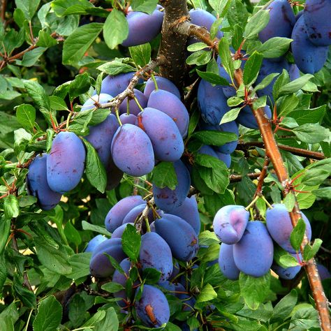 prunes / plums in an orchard, Alsace, France(Quetsches) Prune Plum, Prune Fruit, Purple Fruit, Plum Tree, Forest Garden, Growing Fruit, Tree Care, Fruit Garden, Fruits And Veggies