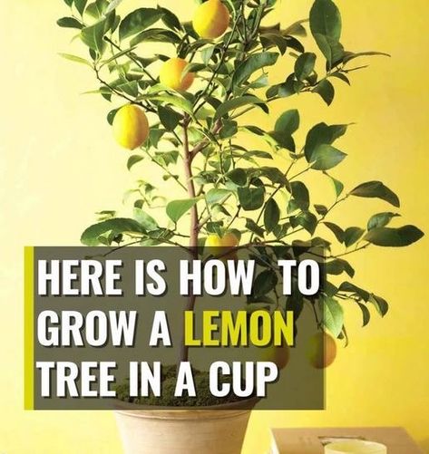 If you are one of the many lemon lovers, or just another crazy garden lover, we bet that you will find this article amazing. Believe it or not you can now… Nail Lemon, Lemon Water Aesthetic, Nails Lemon, Desserts Lemon, Throw Pillow Covers Diy, Growing Lemon Trees, Dessert Lemon, Water Terrarium, Lemon Plant