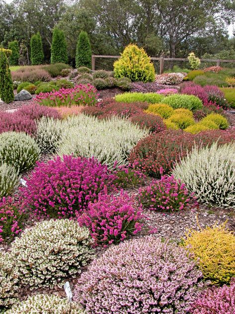 Low Growing Evergreen Shrubs, Heather Garden, Plant Screen, Pictures Of Succulents, Scottish Garden, Landscape Curb Appeal, Ornamental Grass Landscape, Heather Gardens, Coastal Plants