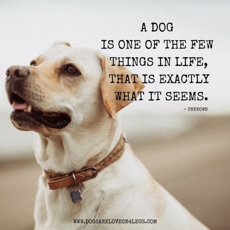 Dog Quote - A Dog Is One Of The Few Things In Life Dog Quotes Love, Dog German, Love My Dog, Dog Rules, Dog Sitting, Animal Quotes, Dog Quotes, Dog Memes, A Quote