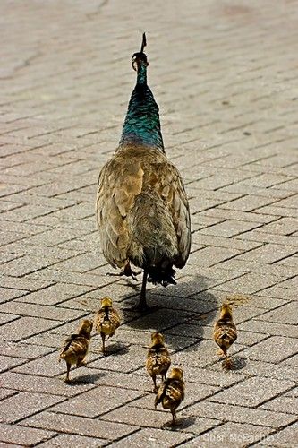 Peacock Family, Peacock Pictures, Blue Peacock, Peacock Art, Kinds Of Birds, All Birds, Family Outing, Pretty Birds, On The Ground