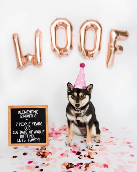 Dog Letter Board Quotes, Shiba Inu Puppy, Dog First Birthday, Dog Birthday Letter Board, Dog Birthday Photo Shoot Birthday Letter Board, Dog Birthday Photo, First Birthday Dog, Dog Birthday Photoshoot, Dog Birthday Pictures, Doggy Birthday, Letter Board Quotes, Dog First Birthday, Rottweiler Funny