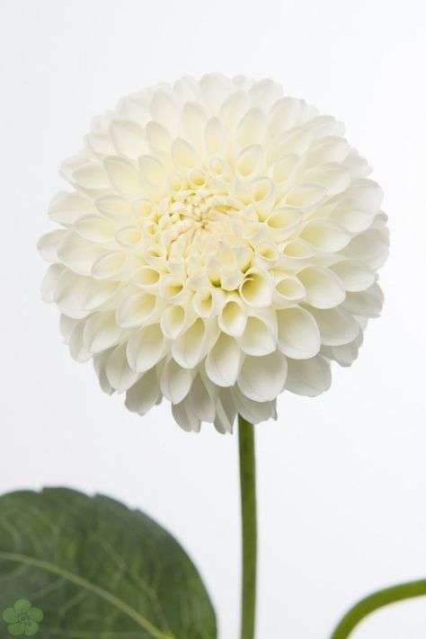 Long Stem Flowers, Plant Study, Dahlia Flowers, Dahlia Flower, Wedding Cake Designs, Types Of Flowers, Flowers Photography, Horticulture, Lyon