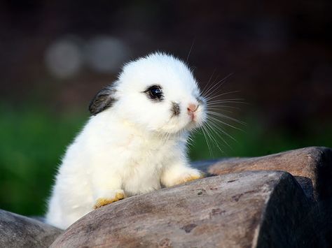 20+ Of The Cutest Bunnies Ever | Bored Panda Animals Desktop Wallpaper, White Rabbit, Desktop Wallpaper, Screen, Animals, White