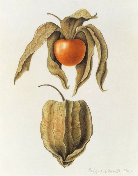 Brigid Edwards. Physalis peruviana (Cape Gooseberry) 1993, watercolour on vellum Plant Paintings, Golden Berry, Cape Gooseberry, Ashmolean Museum, Botanical Illustration Vintage, Illustration Botanique, 1000 Years, Botanical Illustrations, Plant Painting