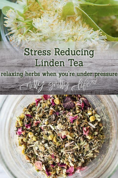 Herbal Tea Recipes Homemade, Making Herbal Tea, Linden Tea, Tea Blends Recipes, Herbal Tea Garden, Medicinal Tea, Healing Tea, Homemade Tea, Herbal Teas Recipes