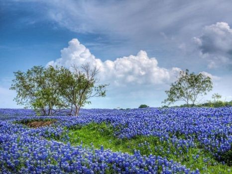 Mesquite Tree, Gym Photography, Texas Bluebonnets, Carol Ann, July 1st, Wonderful Flowers, Texas Hill Country, Blue Bonnets, Nature Photos