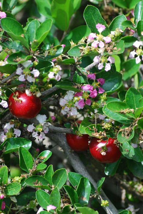 Spanish Cherry Flower, Cherry Bollosom Tree, Jamaican Cherry Tree, Botanical Journal, Acerola Cherry, Brazilian Cherry, Healthy Fruit, Flowers Ideas, Healthy Fruits