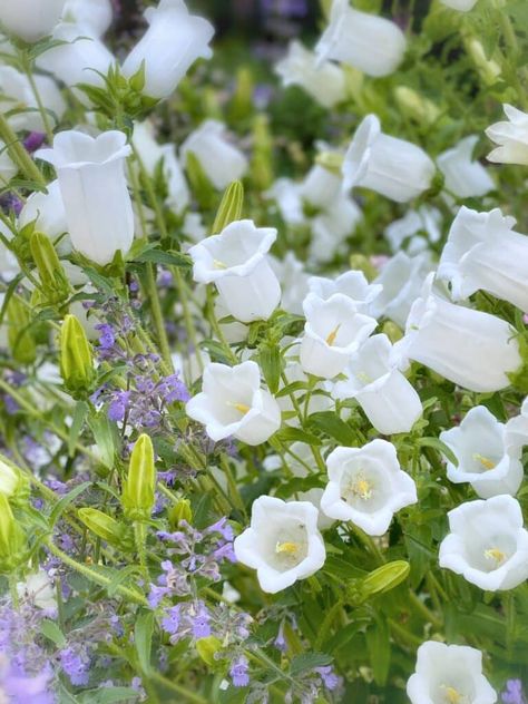 White Bell Flowers, Canterbury Bells, Cottage Garden Flowers, List Of Flowers, Flower Cottage, One Flower, Cottage Charm, Nothing But Flowers, Small White Flowers