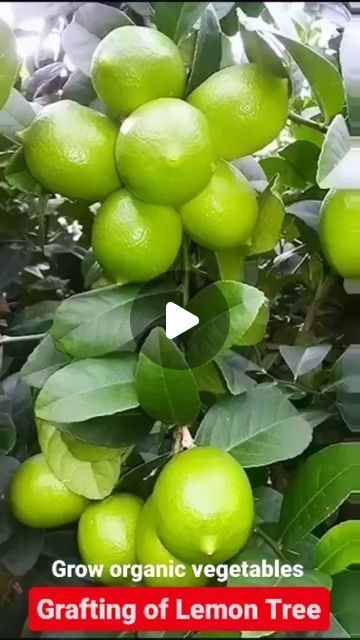 Lemon Growing, Fruit Planting, Growing Lemon Trees, Propagate Plants, Growing Organic Vegetables, Grafting Plants, Tree Growth, Fruit Plants, Organic Plants