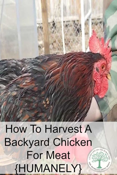 Chicken Tips, Raising Turkeys, Baby Chicks Raising, Chicken Ideas, Chicken Health, Raising Backyard Chickens, Backyard Flocks, Keeping Chickens, Building A Chicken Coop