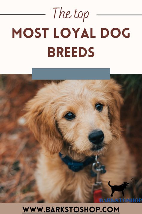 Looking for a loyal companion? Our guide covers the 10 most loyal dog breeds, including their personalities, exercise needs, and more. Long Haired Dog Breeds, Low Maintenance Dog Breeds, Loyal Dog Breeds, Friendly Dog Breeds, Family Friendly Dogs, Designer Dogs Breeds, Hypoallergenic Dog Breed, Athletic Dogs, Rare Dog Breeds