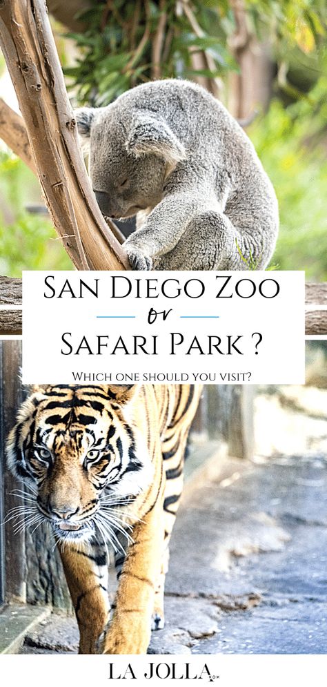 Member insight for how to decide if the San Diego Zoo or Safari Park is better to visit when you can't see both on the same vacation and other insider tips. San Diego Zoo Tips, San Diego Safari Park, San Diego Zoo Safari Park, Luxury Family Travel, La Jolla San Diego, San Diego Vacation, Animal Encounters, Boutique Resort, Summer 2025