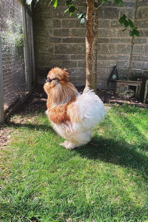 Not only are silkies the fluffiest of the fluffy chicken breeds, but they’re also renowned for being excellent brooders. Silkies are small chickens native to China. Their feathers are so fine they feel almost like hair, making these birds little puffs of fluff with talons and beaks. Photo Credit: @chickens_ark Fluffy Chicken Breeds, Pretty Chickens Breeds, Pretty Chicken Breeds, Pretty Chickens, Fluffy Chickens, Fluffy Chicken, Chickens For Sale, Raising Chicks, Types Of Chickens