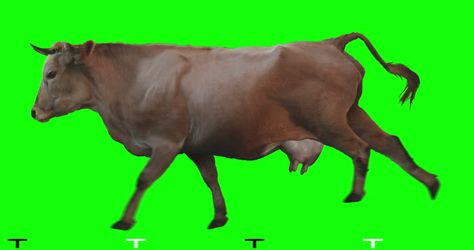 Get a 6.000 second brown cow runs on a stock footage at 30fps. 4K and HD video ready for any NLE immediately. Choose from a wide range of similar scenes. Video clip id 1015419412. Download footage now! Cow Green Screen, Cow Running, Free Cartoon Characters, Forest Cartoon, Cow Photos, Brown Cow, Screen Video, Green Screen Video Backgrounds, Free Cartoons