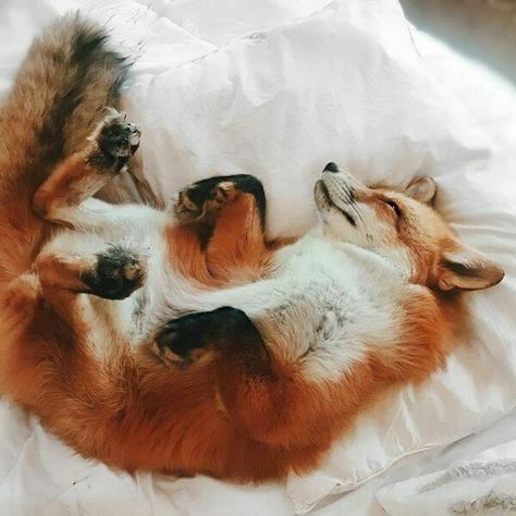 Sleeping Happy Fox, Regnul Animal, Fox Pictures, Pet Fox, Air Bed, 웃긴 사진, Fox Art, Cute Fox, Cute Creatures