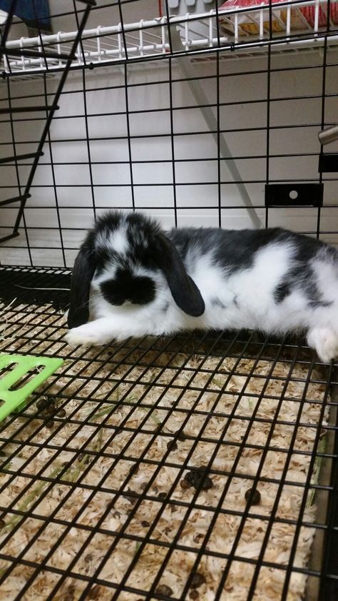 Broken tort Holland Lop bunny. 6 weeks old. Black and white bunny. Lop eared bunny, black bunnies, white bunnies, rabbits, bunnies Black And White Holland Lop, Rabbit Black And White, Bunny Black And White, Black Bunnies, Breeding Rabbits, Bunnies White, Holland Lop Bunny, Black And White Bunny, Mini Lop Bunnies