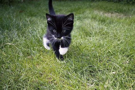 Best Cat Names, Girl Cat Names, Tuxedo Kitten, Black And White Kittens, Cat Exercise, Black And White Cats, Slaap Lekker, Black And White Cat, Tuxedo Cats