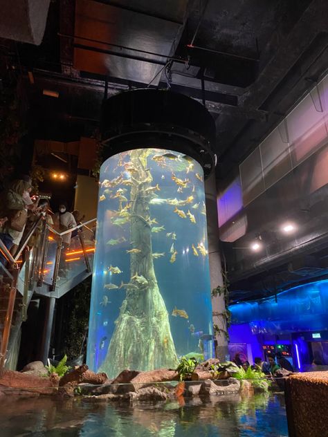 Aquarium Architecture, Public Aquarium, Cool Fish Tanks, Fish Tanks, Fish Tank, Fish, Architecture