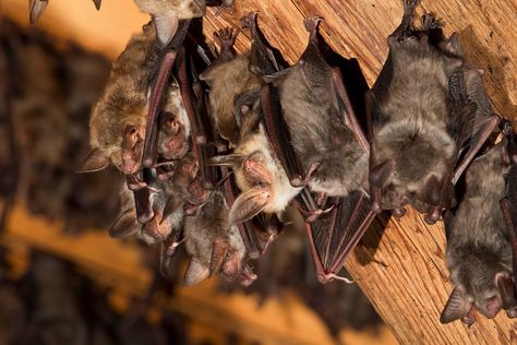 How to Get Rid of Bats in the Attic Bats In Attic, Getting Rid Of Bats, Diy Pest Control, Dawn And Dusk, The Attic, Bad Things, Bat