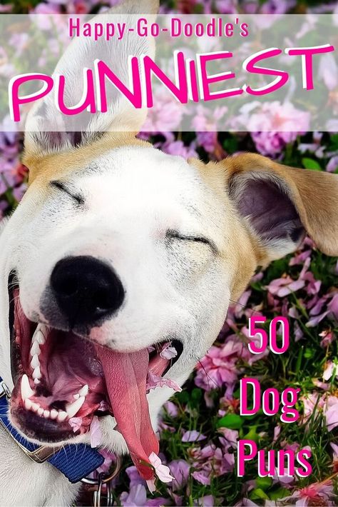 Who's ready to take a break for some of the punniest dog laughs? These 50 dog puns are guaranteed to make you smile (and probably grrrrrrroan). Don't stop retrieving all the doggie smiles you can with dog humor that will tickle your punny bone! #dogpuns #doghumor #happygodoodle #dogsmiles #doglaughs #funnydog # Funny Dog Treat Sayings, Pun Animals, Pet Marketing, Funny Dog Sayings, Pet Humor, Dog Marketing, Funny Dog Jokes, Dog Trends, Dog Puns