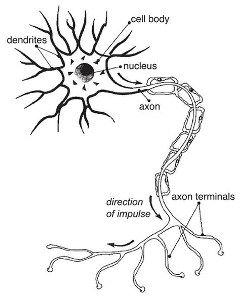 Nerve Neuron Diagram, Cell Diagram, Human Nervous System, Isolation Exercises, Nerve Health, Peripheral Nerve, Nerve Cell, Nerve Damage, Brain Activities