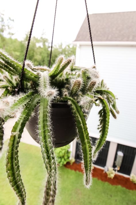 Dog Tail Cactus, Hanging Cactus, Best Desert, Cactus Water, Plant Wishlist, Cactus Care, Cactus Types, Terrariums Kits, Succulent Gifts