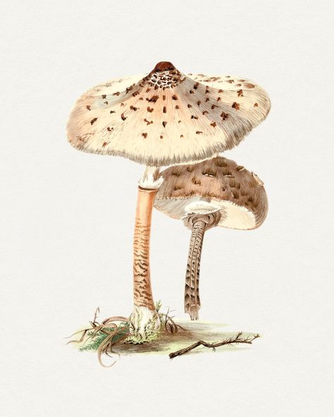 Parasol Mushroom, Vintage Mushroom Art, Mushroom Background, Mushroom Vintage, Pineapple Illustration, Mushroom Illustration, Honey Art, Farm Wall Art, Mushroom Drawing