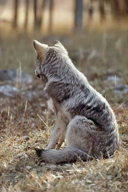 Wolf Puppies, Wolf Sitting, Wolf Puppy, Wolf Poses, Wolf Husky, Maned Wolf, Baby Wolf, Wolf Pup, Wolf Love