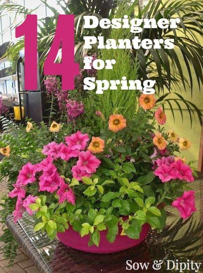 Time to make the garden pretty! These designer planter ideas are sure to inspire you. #springgarden #planters #outdoorideas #grow There's a formula to planters, Filler. Spiller. Thriller. A tall element like a small shrub or grass is surrounded with a filler such as petunias ore geraniums. The spiller falls over the edge of the planter like a lobelia or bacopa. Try mixing in some tropical plants that would otherwise be a house plant for interesting combos. This bright planter use… Thriller Filler Spiller Ideas, Moss Wreath Diy, Potted Plants Patio, Fairy Lights In Trees, Window Boxes Diy, Gutter Garden, Planning A Garden, Tropical Garden Ideas, Cedar Planter Box