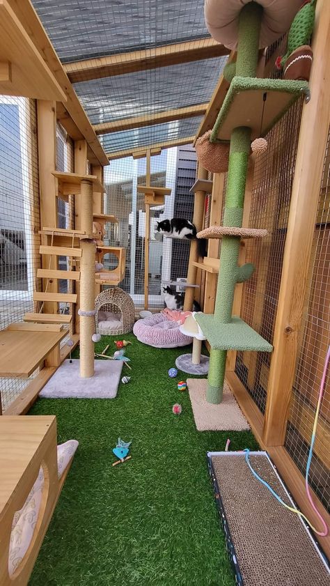 Backyard For Cats, Cat Proof Patio, Catio Cat Furniture, Diy Cat Run, Renter Friendly Cat Patio, Catios Ideas For Cats Diy, Balcony Catio Cats, Outdoor Catio Cat Enclosure, Cat Sanctuary Ideas Indoor