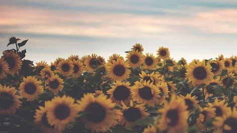 Why I Chose To Be Happy Profile Background, Summer Tumblr, Cover Pics For Facebook, Twitter Header Aesthetic, Twitter Header Photos, Sunflower Wallpaper, Header Photo, Invisible Illness, Yellow Aesthetic